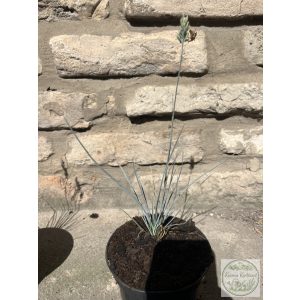 Синя власатка – Elijah Blue - Festuca glauca