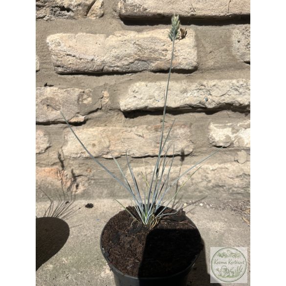 Синя власатка – Elijah Blue - Festuca glauca