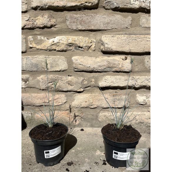 Синя власатка – Elijah Blue - Festuca glauca
