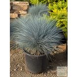 Синя власатка – Elijah Blue - Festuca glauca