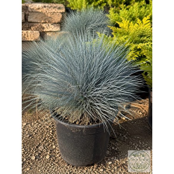 Синя власатка – Elijah Blue - Festuca glauca