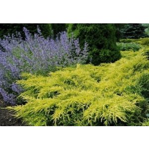 Juniperus media 'Golden Saucer' - boróka