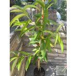 Kopaszbarack, Nektarin – Flavortop – Prunus persica var. nucipersica - konténeres