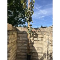   Birskörte – Bereczki bőtermő – Cydonia oblonga - konténeres