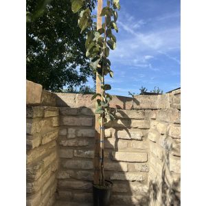 Birskörte – Bereczki bőtermő – Cydonia oblonga - konténeres