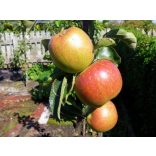 Téli alma – Húsvéti rozmaring – Malus