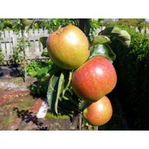 Téli alma – Húsvéti rozmaring – Malus