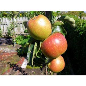 Téli alma – Húsvéti rozmaring – Malus