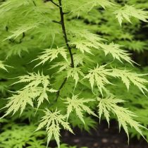 Acer palmatum ‘Emerald Lace’ - japán juhar