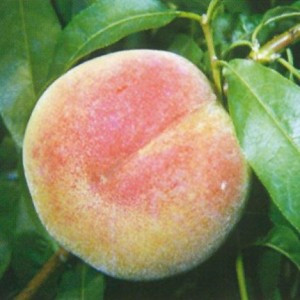 Őszibarack – Champion – Prunus persica