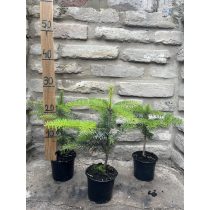 Nordmann fenyő – Abies nordmanniana