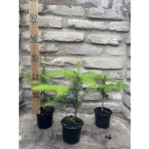 Nordmann fenyő – Abies nordmanniana