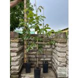 Dió oltvány – Milotai 10 – Juglans regia - konténeres