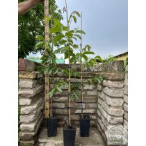 Dió oltvány – Milotai 10 – Juglans regia - konténeres