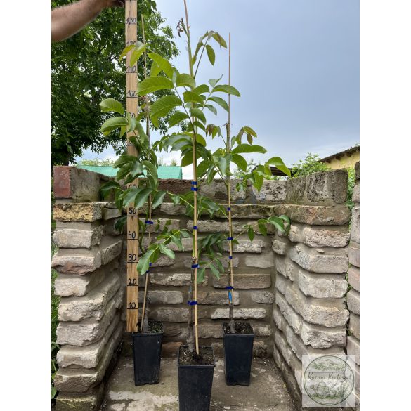Dió oltvány – Milotai 10 – Juglans regia - konténeres