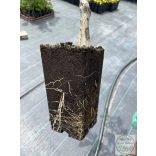 Dió oltvány – Milotai 10 – Juglans regia - konténeres