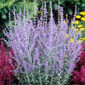 Perovskia atriplicifolia 'Blue Spire' – Perovskie 'Blue Spire'