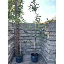 Betula utilis 'Doorenbos' - Himalájai nyír