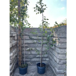Betula utilis 'Doorenbos' - Himalayan birch