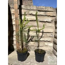 Обикновен бор – Pinus sylvestris