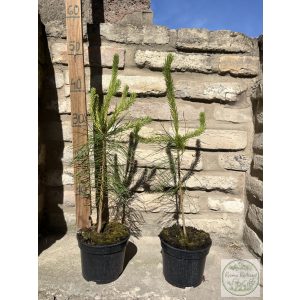 Обикновен бор – Pinus sylvestris