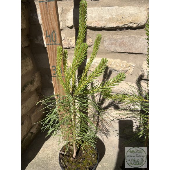 Обикновен бор – Pinus sylvestris