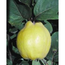 Birskörte – Bereczki bőtermő – Cydonia oblonga