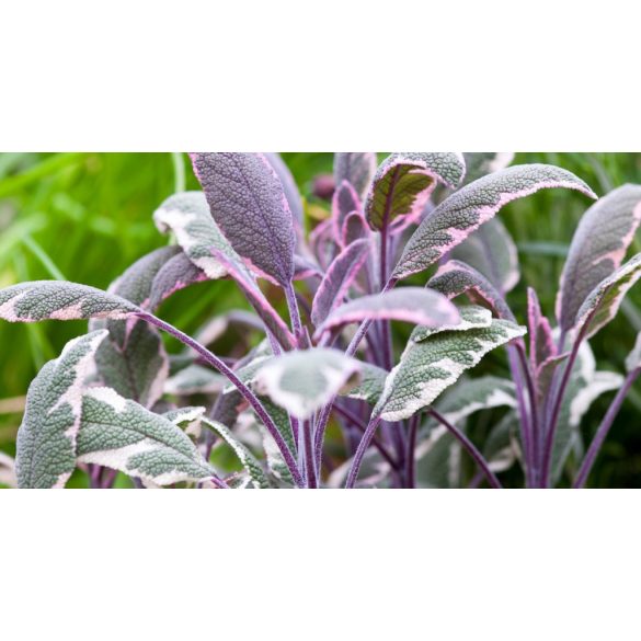 Salvia officinalis 'Tricolor' - tarka levelű orvosi zsálya - Szałwia lekarska 'Tricolor'