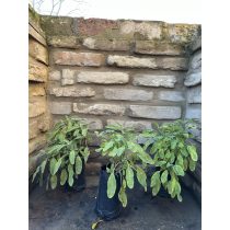   Salvia officinalis 'Aurea' - Sárgatarka levelű orvosi zsálya - Méret: 10/20