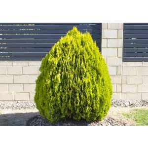 Thuja orientalis 'Aurea Nana' 