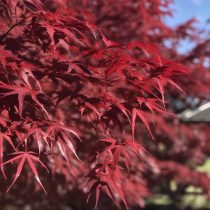   Acer palmatum 'Atropurpureum' - bordó levelű japán juhar