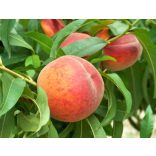 Őszibarack – Early Redhaven – Prunus persica - konténeres 