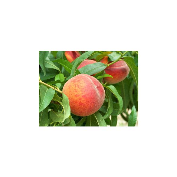 Őszibarack – Early Redhaven – Prunus persica - konténeres 