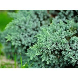 Juniperus squamata 'Blue Carpet' - Terülő boróka