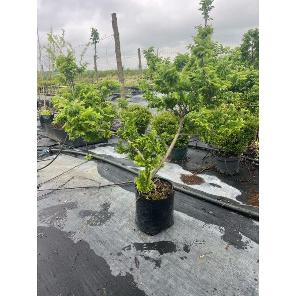 Ulmus elegantissima "Jacqueline Hillier" - Джеки Хилиър, джудже явор