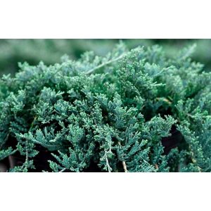 Juniperus horizontalis 'Wiltonii' - terülő boróka