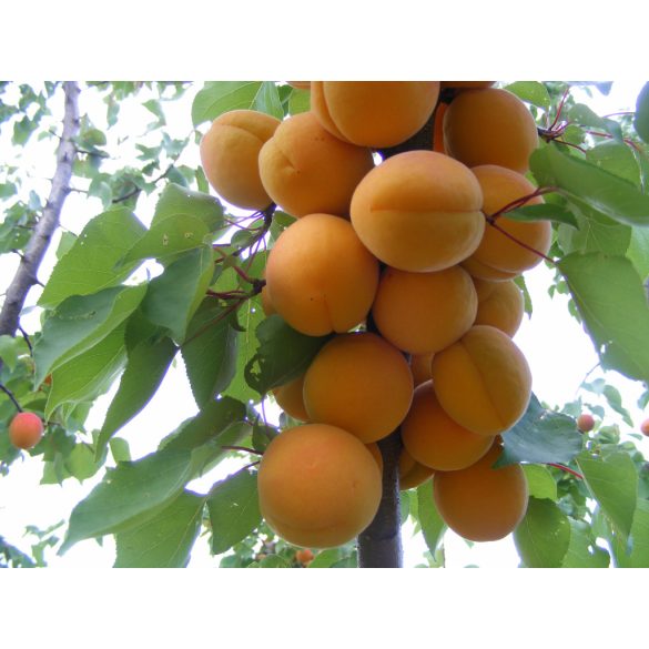 Prunus armeniaca 'Bergeron' – Abricotier 'Bergeron'