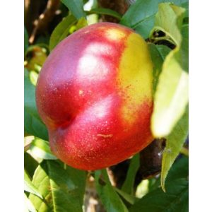 Kopaszbarack, Nektarin – Venus – Prunus persica var. nucipersica