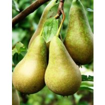 Őszi körte – Conference – Pyrus