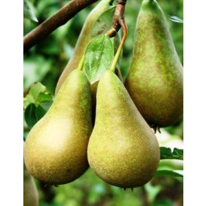 Őszi körte – Conference – Pyrus