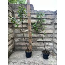 BA29 - alany - Birs, Naspolya