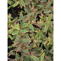   Hypericum x moserianum 'Tricolor' - Kisvirágú tarka orbáncfű