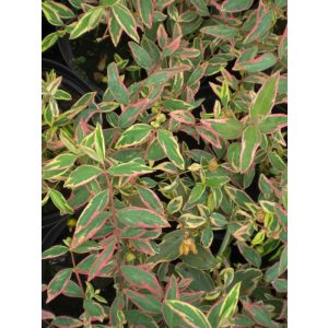 Hypericum x moserianum 'Tricolor' - Kisvirágú tarka orbáncfű