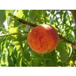 Őszibarack – Suncrest – Prunus persica - konténeres