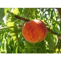 Őszibarack – Suncrest – Prunus persica - konténeres