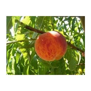 Őszibarack – Suncrest – Prunus persica - konténeres