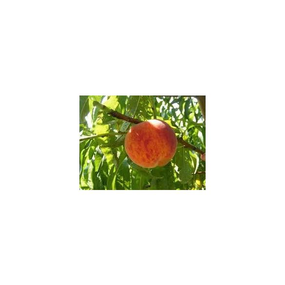 Őszibarack – Suncrest – Prunus persica - konténeres