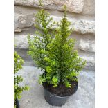 Lonicera nitida 'Ernest Wilson' - mirtuszlonc - Méret: 10/20