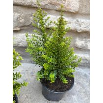   Lonicera nitida 'Ernest Wilson' - mirtuszlonc - Méret: 10/20