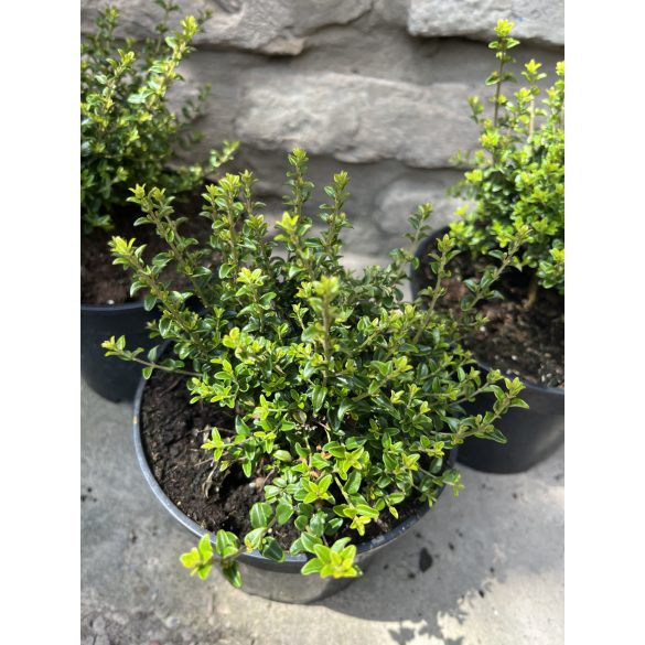 Lonicera nitida 'Ernest Wilson' - mirtuszlonc - Méret: 10/20